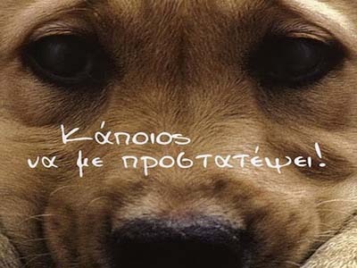 Η Κομισιόν ζητά την ορθή μεταχείριση των ζώων